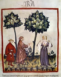 Rabia o persona enfadada apretando un pañuelo entre sus dientes. Iluminación del siglo XIV del “Tacuinum Sanitatis”, Viena, Biblioteca Nacional.