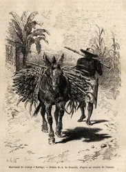 Un comerciante de caña y su mula en Cartago (Costa Rica), el único comerciante que anima las calles vacías de la ciudad. Grabado para ilustrar el viaje a Nueva Granada, por el Dr. Saffray, en 1869, publicado en "Le tour du monde" 1873, editado por Edouard 