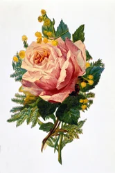 Una rosa