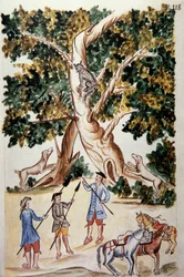Un gato montés encaramado en un árbol, cazadores lo esperan, del libro "Trujillo del Perú" o "Códice Martínez Compañón", por Baltazar Martínez Compañón y Bujanda, obispo de Trujillo (1782-1785)