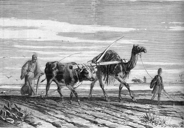 Agricultura en Egipto: un arado tirado por una vaca y un camello. Grabado en “Le Monde Illustré” n°1316 del 17 de junio de 1882.