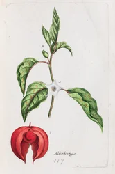 Alkekengi