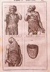 Tabla anatómica que representa: las dimensiones, músculos del abdomen, intestinos y estómago. Grabado en "Anatomia Corporis Humani" de Juan Valverde De Amusco (1525-1588). Tabla I, Libro III. Barcelona. Biblioteca de Catalunya.