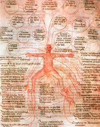 Carta anatómica que ilustra la circulación sanguínea
