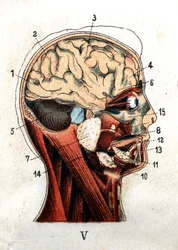 Anatomía: sección transversal del cráneo humano, sección del cerebro y la cara. El tablero representa las glándulas a nivel del cráneo, los lóbulos y el cerebelo. En “La nueva medicación natural” por F.E. Bilz. 1898
