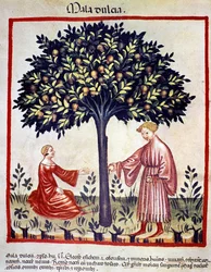 Recolección de manzanas. Iluminación del 