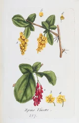 Agracejo
