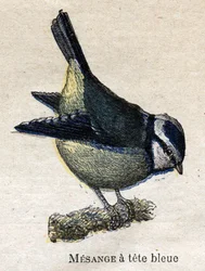 Aves útiles para la agricultura: Mito de cabeza azul
