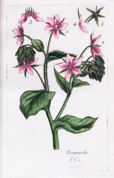 Borraja