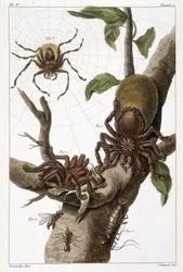 Lámina botánica: 1) Araña de Surinam en guayaba y capullo de oruga 2) misma araña devorando un colibrí, de ahí el nombre Aranea avicularia Linn 3) Cazador de arañas de Linneo, Surinam 4) Hormiga de Surinam 5) Ninfa de esta hormiga 6) Hormiga alada - en "Es