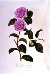 Tabla botánica: Camelia. Grabado del siglo XIX