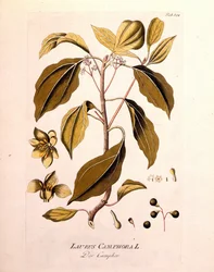 Tablero botánico: alcanfor (Laurus Camphora). Grabado en “Icons Plantarum medicinalium” de Joseph Jacob von Plenck, médico y botánico austríaco (1738-1807), Viena 1791.