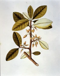 Lámina botánica que representa la planta de coca (Erytroxilum Havanense) del herbario de Nicolas Joseph Jacquin "Selectarum Stirpium Americanarum Historia". Principios del siglo XVIII