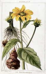 Lámina botánica que representa un girasol de Jerusalén