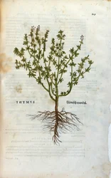 Lámina botánica: Tomillo (Thymus) Herbario de Leonhard Fuchs, “Historia Stirpium”, Basilea