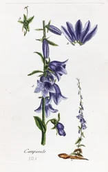 Campanula (campanilla)