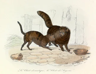 Gatos: Doméstico y de Angora; Cuvier y la clasificación linneana (grabado)