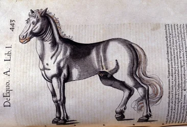 Caballo en Historia Animalium de Conrad Gesner (1516 - 1565), Tiguri