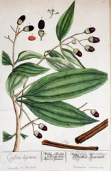 Canela de Malabar (India) - lámina botánica
