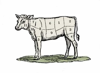 Sujeción de ternera