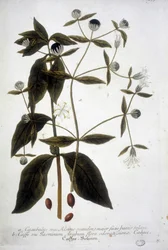Planta de semilla de café en un herbario del siglo XIX.