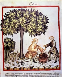 Recolección y preparación de castañas en otoño. Iluminación del libro de medicina y dietética “Tacuinum sanitatis”