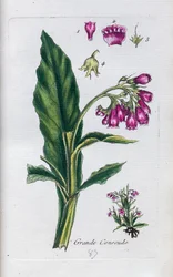 Consuelda