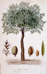 Almendro común - lámina botánica