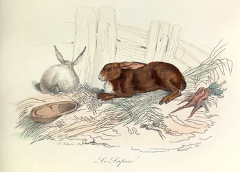 "Completes de Buffon" con la nomenclatura de Linneene y la clasificación de Cuvier: Les animaux: Le rabbit (grabado)