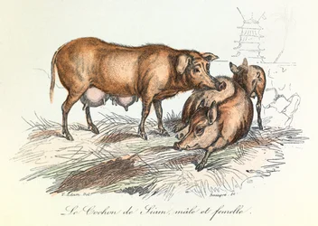 "Completes de Buffon" con la nomenclatura de Linneene y la clasificación de Cuvier: Les animaux: Le pig de Siam (grabado)
