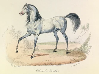 "Completes de Buffon" con la nomenclatura de Linneene y la clasificación de Cuvier: Les animaux: Cheval Arabe (grabado)