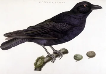 Cuervo Corone - tabla de historia natural