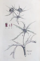 País Panicaut
