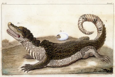 Cocodrilo de Surinam (Caimán) - en 