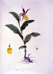 Cypripedium calceolus: tipo de orquídea