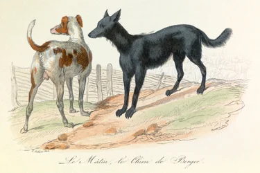 Perro y Matin, dos animales clasificados por Linneene y Cuvier (grabado)