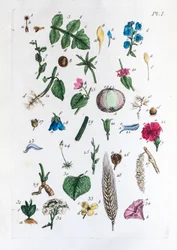 Tabla elemental de figuras y sus nombres en Flora Parisiensis