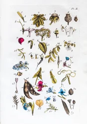 Tabla elemental de figuras y sus nombres en Flora Parisiensis