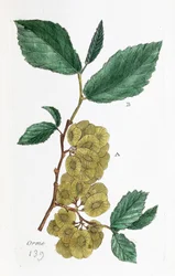 Olmo (Abulón, Olmo pequeño)
