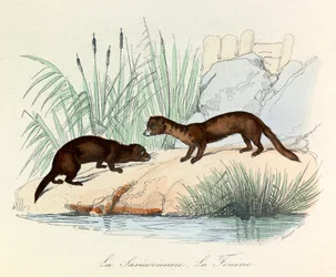 Fouine y Saricovienne clasificadas por Linneene y Cuvier en "Completes de Buffon" (grabado)