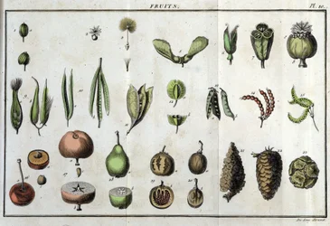 Frutas: en “Flora Françoise, o una breve descripción de todas las plantas que crecen naturalmente en Francia, dispuestas según un nuevo método de análisis al que adjuntamos la cita de sus virtudes menos equívocas en medicina y su utilidad en las artes”