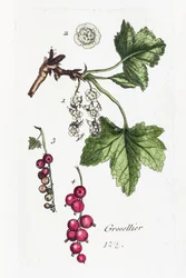 Grosellas espinosas