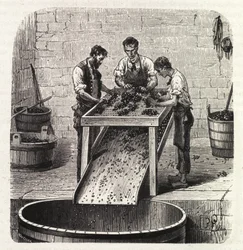 Clasificación de las uvas en una rejilla durante el proceso de elaboración del vino de calidad superior de Borgoña. Grabado de finales del siglo XIX