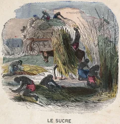 Cosecha de caña de azúcar en las Indias Occidentales. Ilustración del siglo XIX. Colección Bianchetti