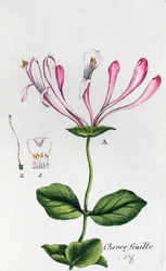 Madreselva