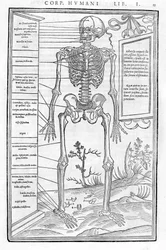 Esqueleto humano, parte anterior. Lámina anatómica de “De dissectione partium corporis humani libri tres...” Carlo Stefano Riverio, París 1545