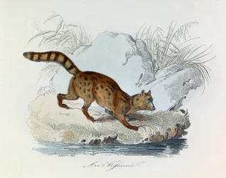 Ilustración del libro "Obras Completas de Buffon": Les Quadrupedes: La fossane (grabado)