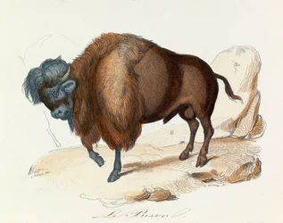 Ilustración del libro "Obras Completas de Buffon": Les Quadrupedes: Le bison (grabado)