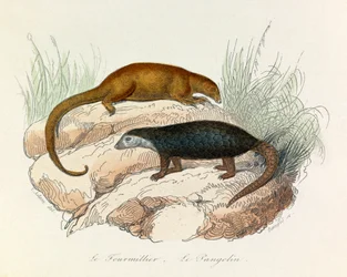 Ilustración del libro "Obras Completas de Buffon": Les Quadrupedes: Le fourmillier et le pangolin (grabado)