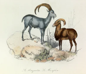 Ilustración del libro "Obras Completas de Buffon": Les Quadrupedes: Le ibex et le mouflon (grabado)